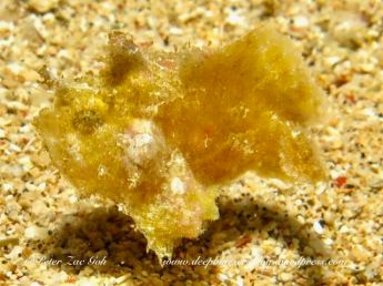 This is another tiny Frogfish about 5mm. Could be a Hairy Frogfish?