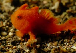 Baby Frogfish with front dorsal spine erect. This is the illicium or future "fishing rod".Yet to develop.