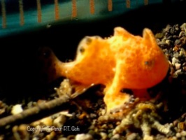 This tiny Frogfish was less than 1 cm.