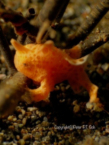 Tiny Painted Frogfish with its illicium erected without the esca searching for food.