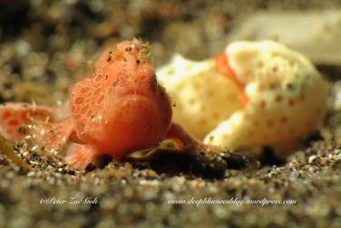Juvenile Frogfish come in different shades of colour from white, beige, orange and other dark coloration.