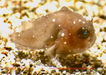 This juvenile Frogfish is only a speck. Less than 5 mm. It was almost translucent.
