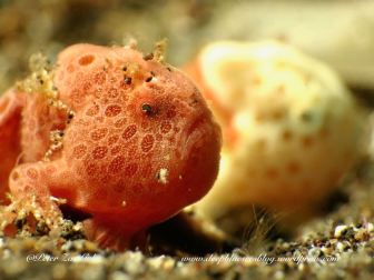 A pair of juvenile Painted Frogfish moving in tandem.