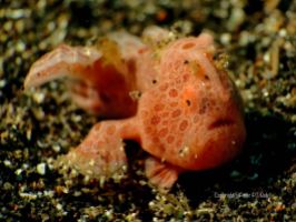 Baby Painted Frogfish with its typical markings on the skin..
