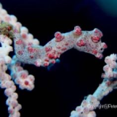 A Pink Pygmy Seahorse mimic a Gorgonian coral.